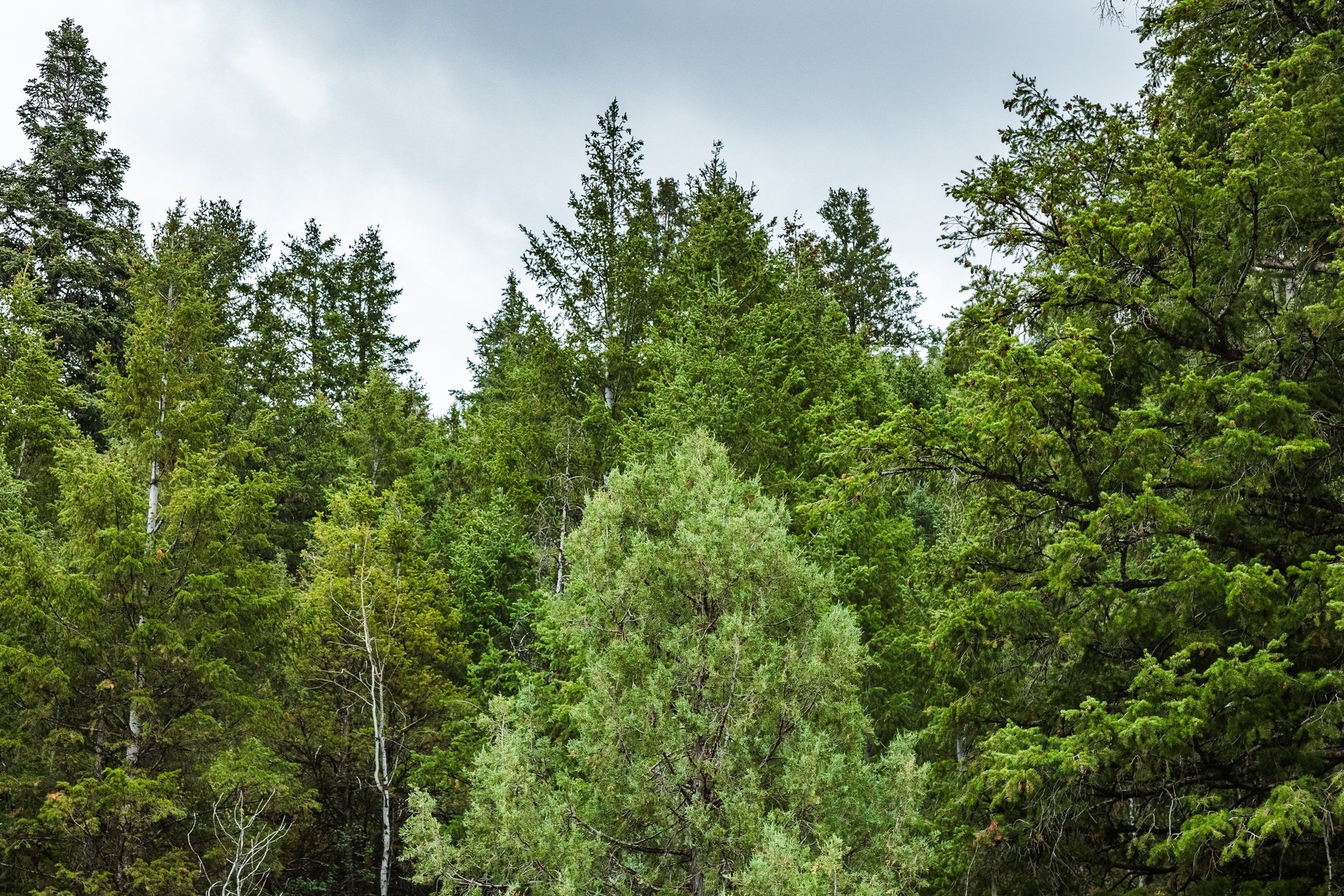 3716 Chokecherry Lane Lot 343