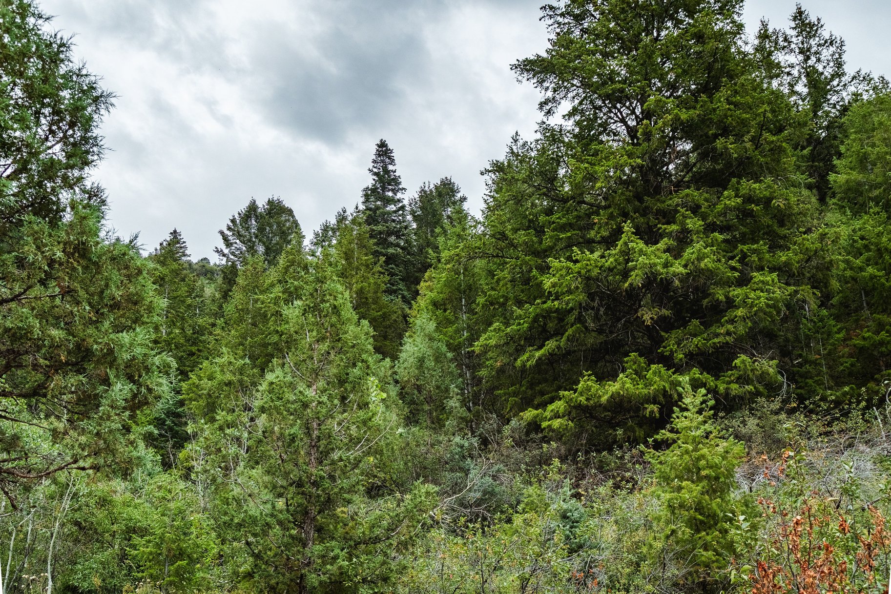 3716 Chokecherry Lane Lot 343