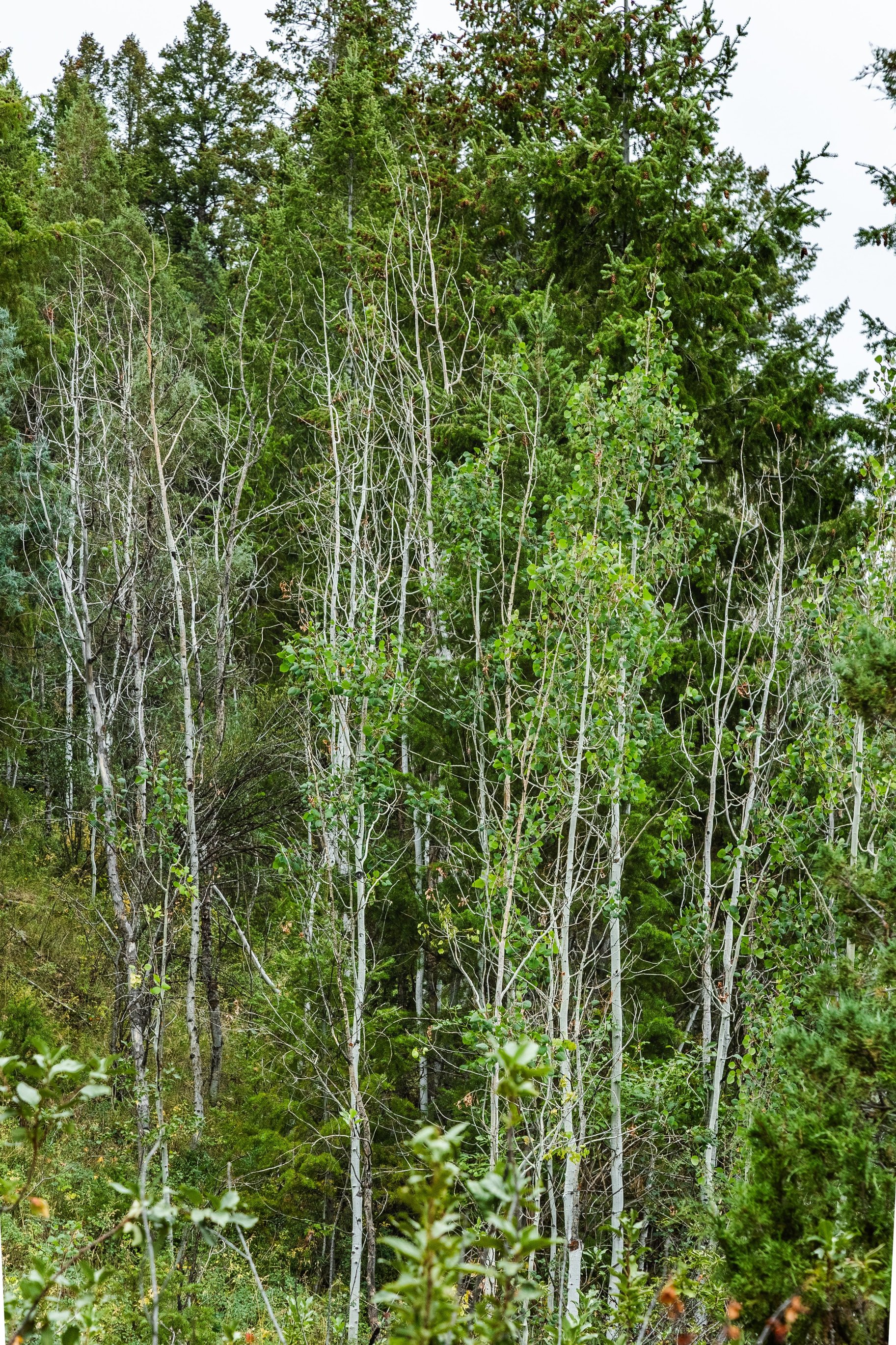 3716 Chokecherry Lane Lot 343