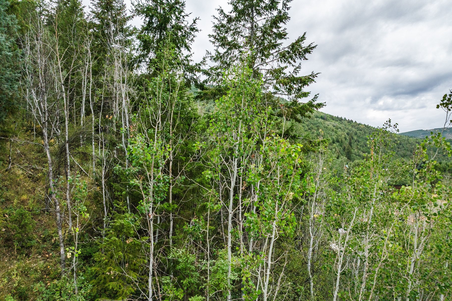 3716 Chokecherry Lane Lot 343