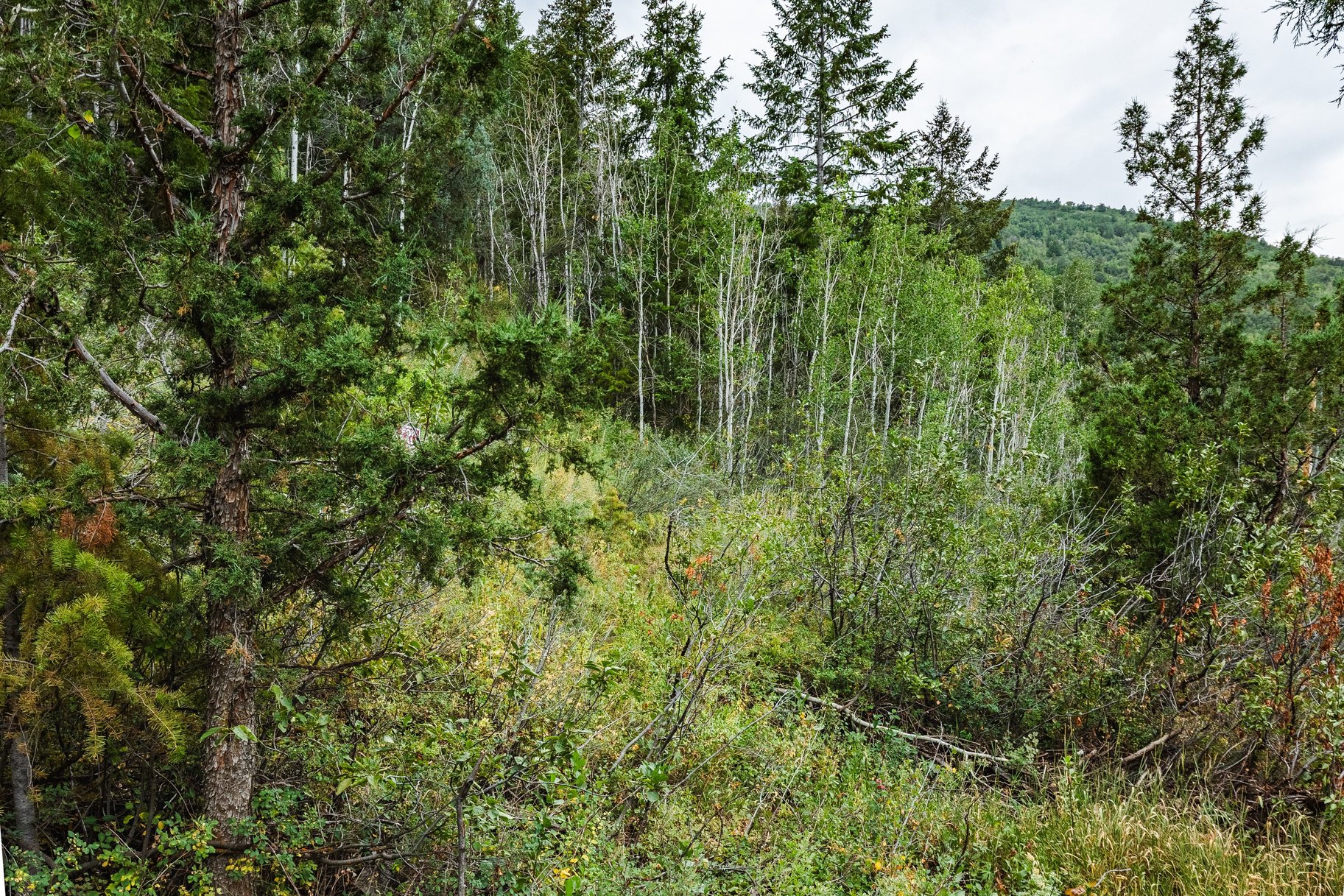 3716 Chokecherry Lane Lot 343