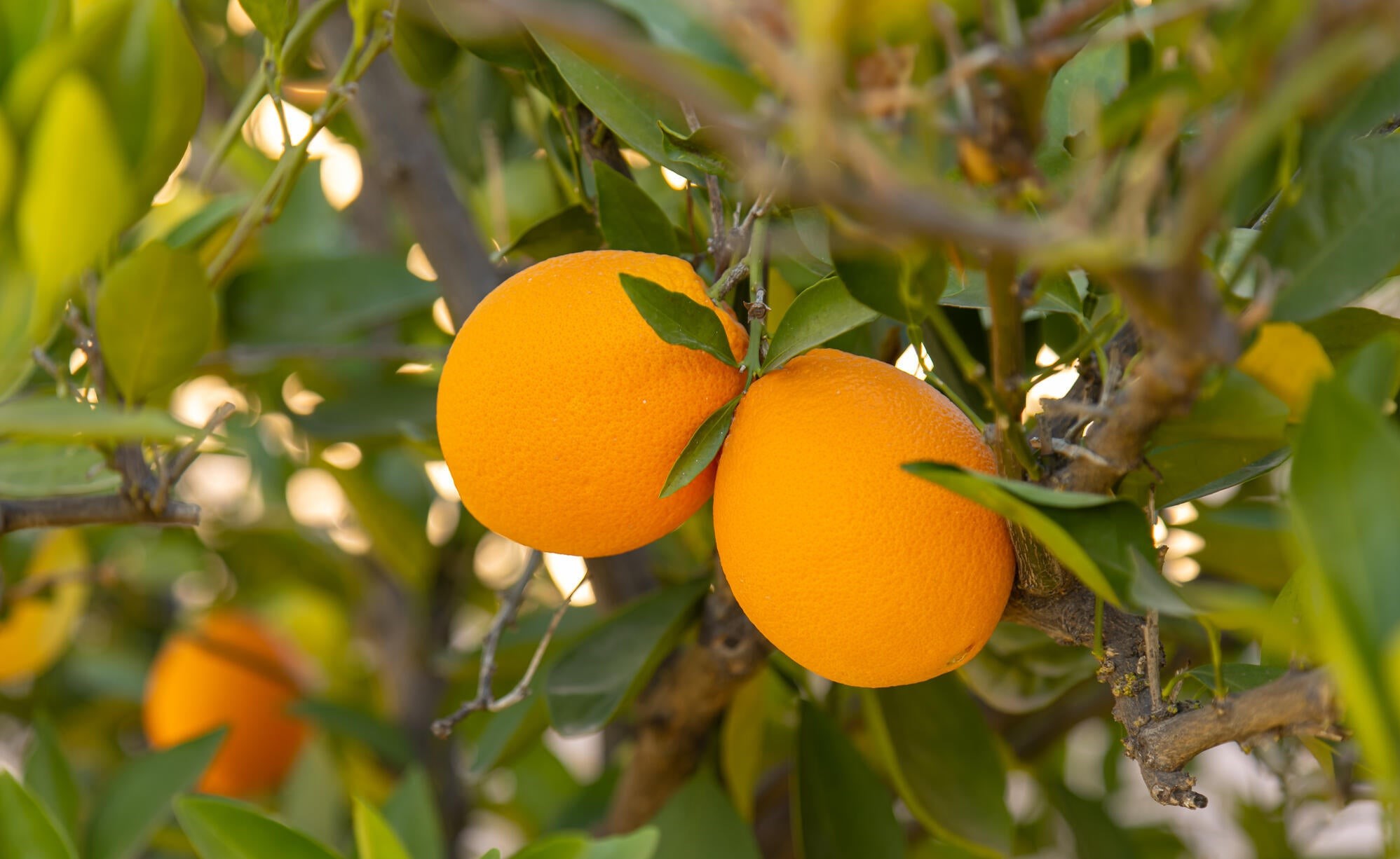 4092 W Tombolo Trail 