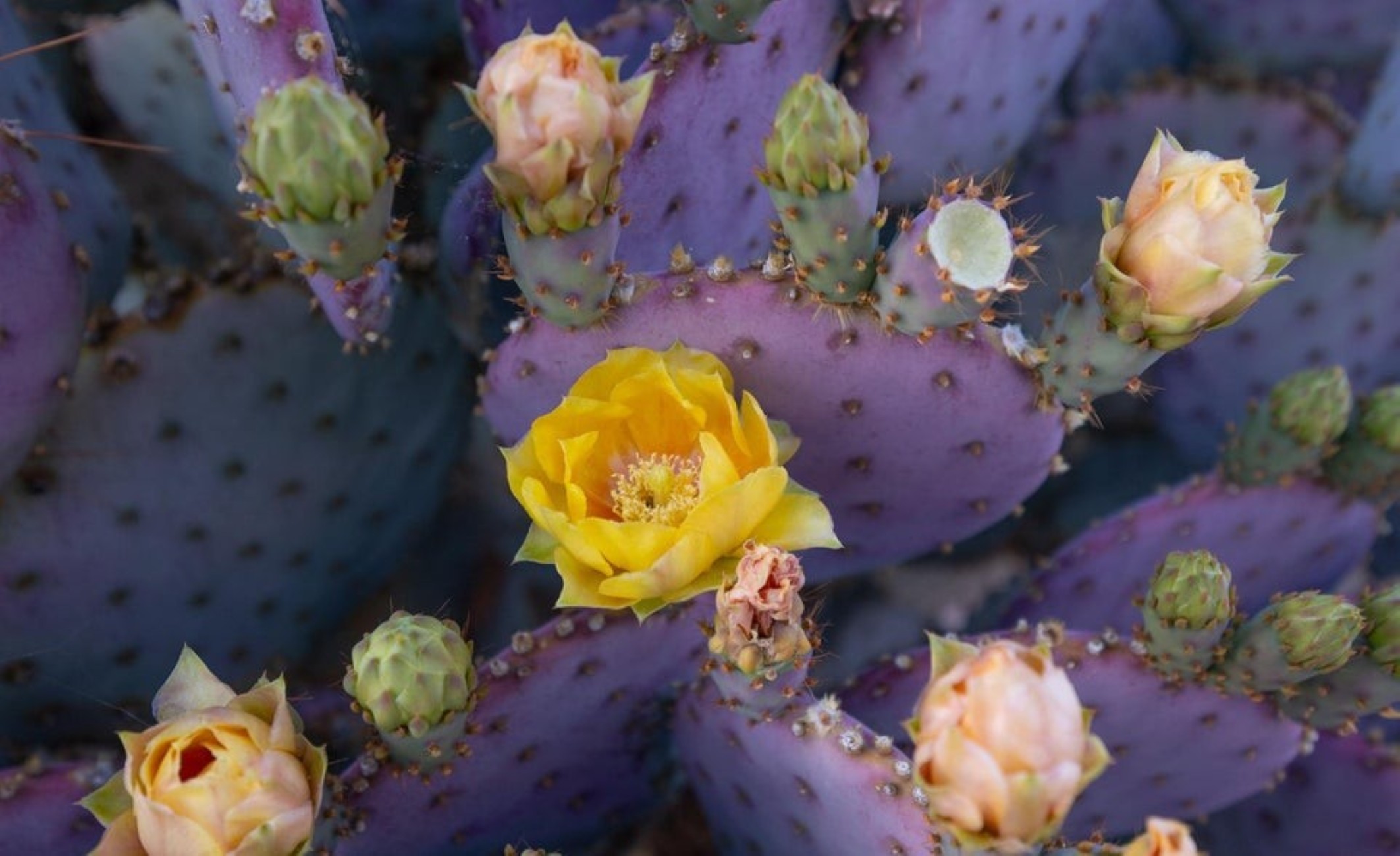 12252 N Wind Runner Parkway 