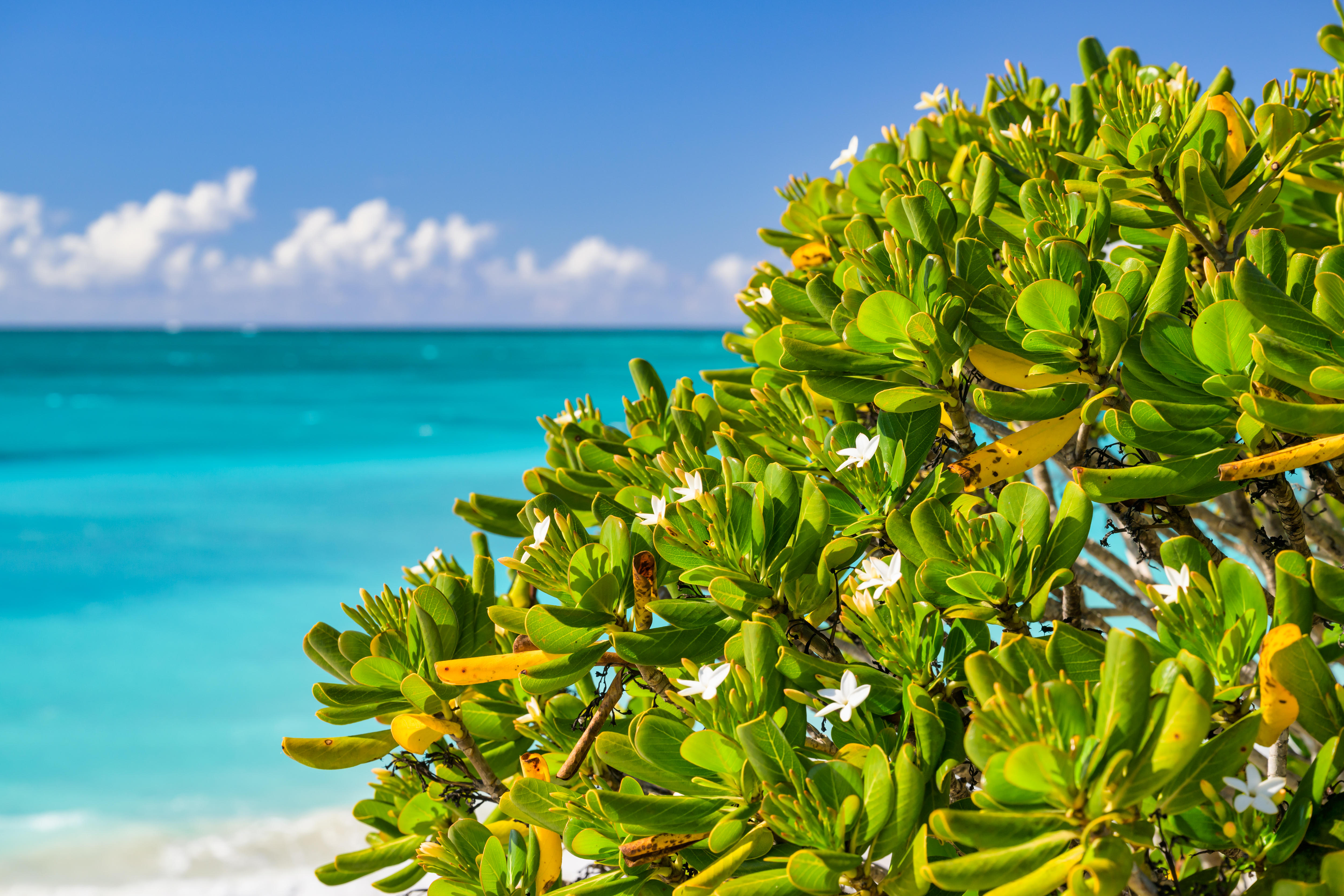 Reserve 3 at Grace Bay By Beach Enclave 