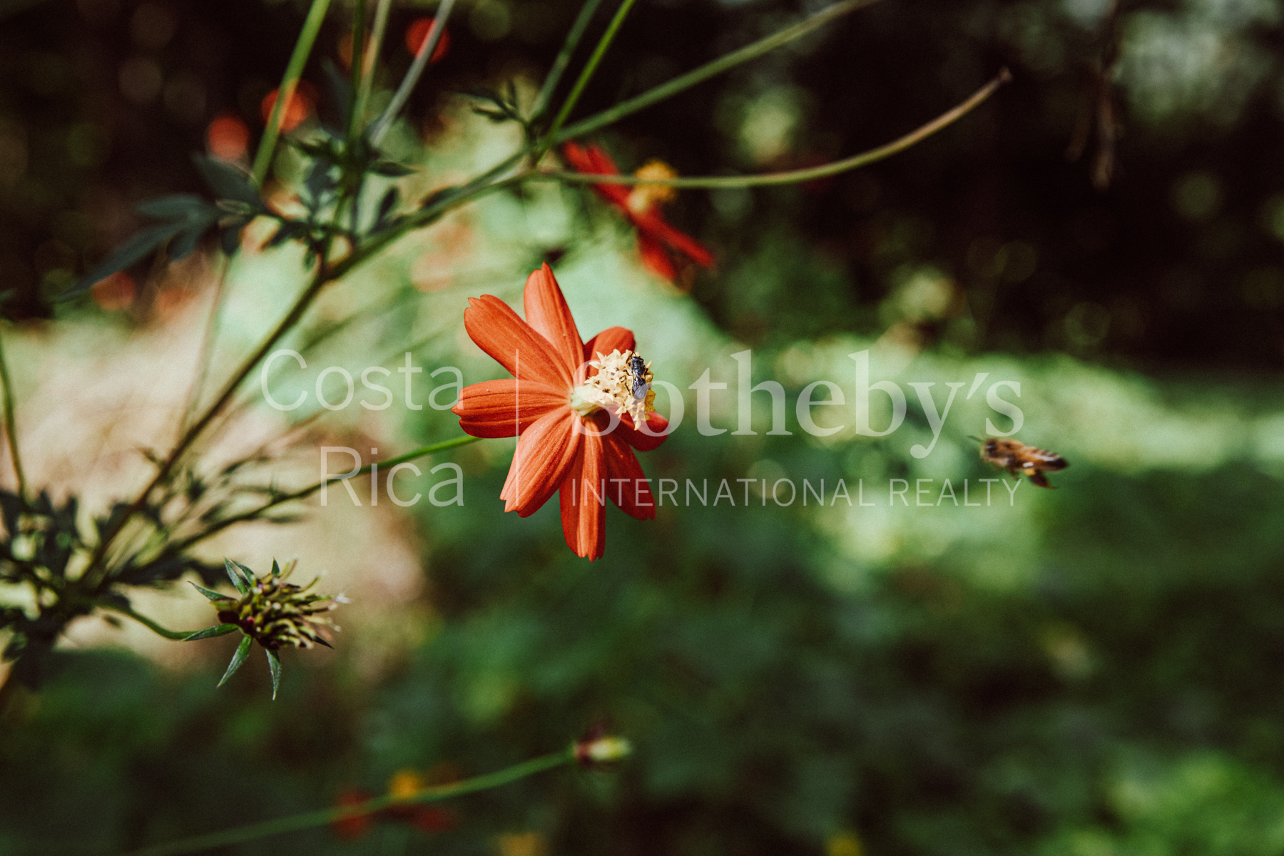 Nosara | Playa Garza