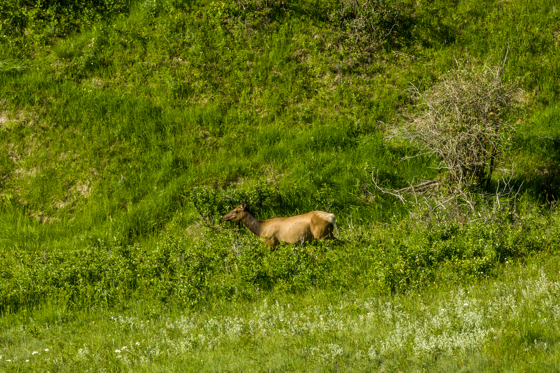 TBD N Montana Ranch Trail Road