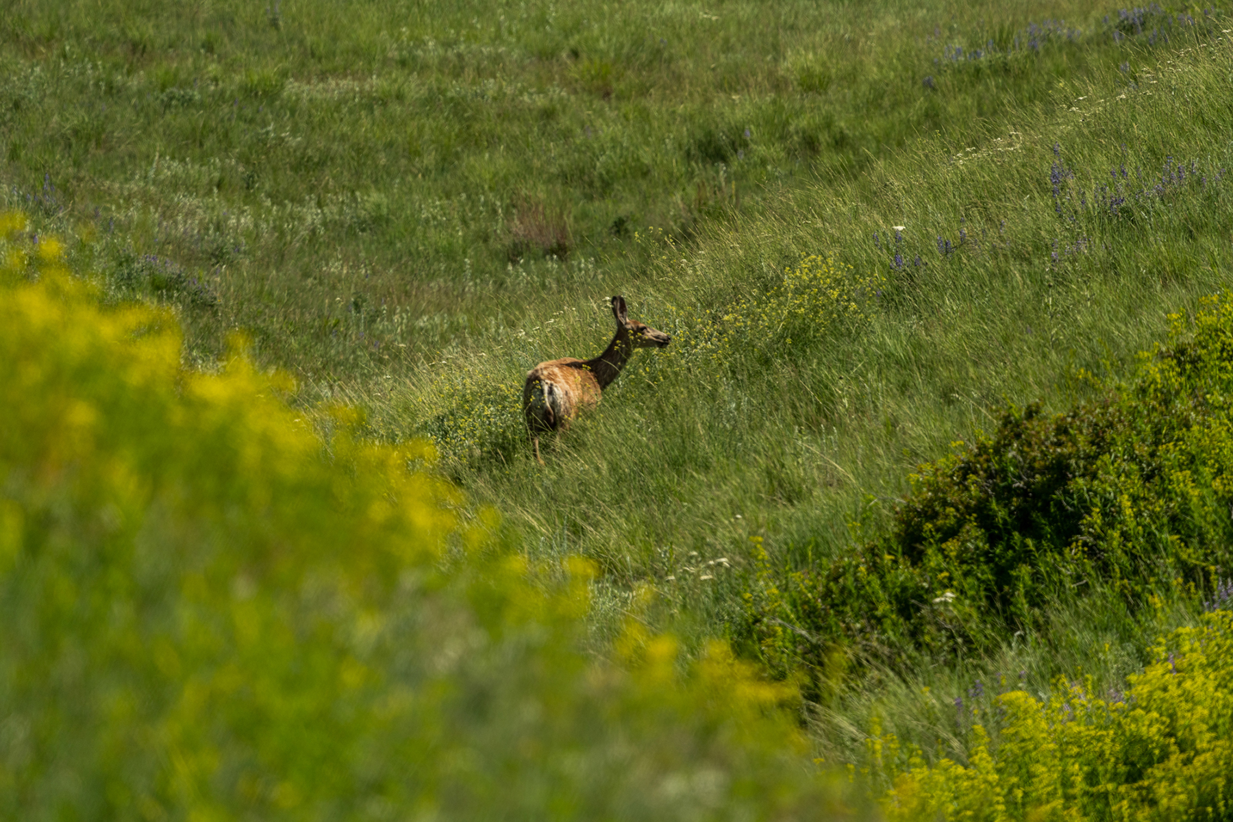 TBD N Montana Ranch Trail Road