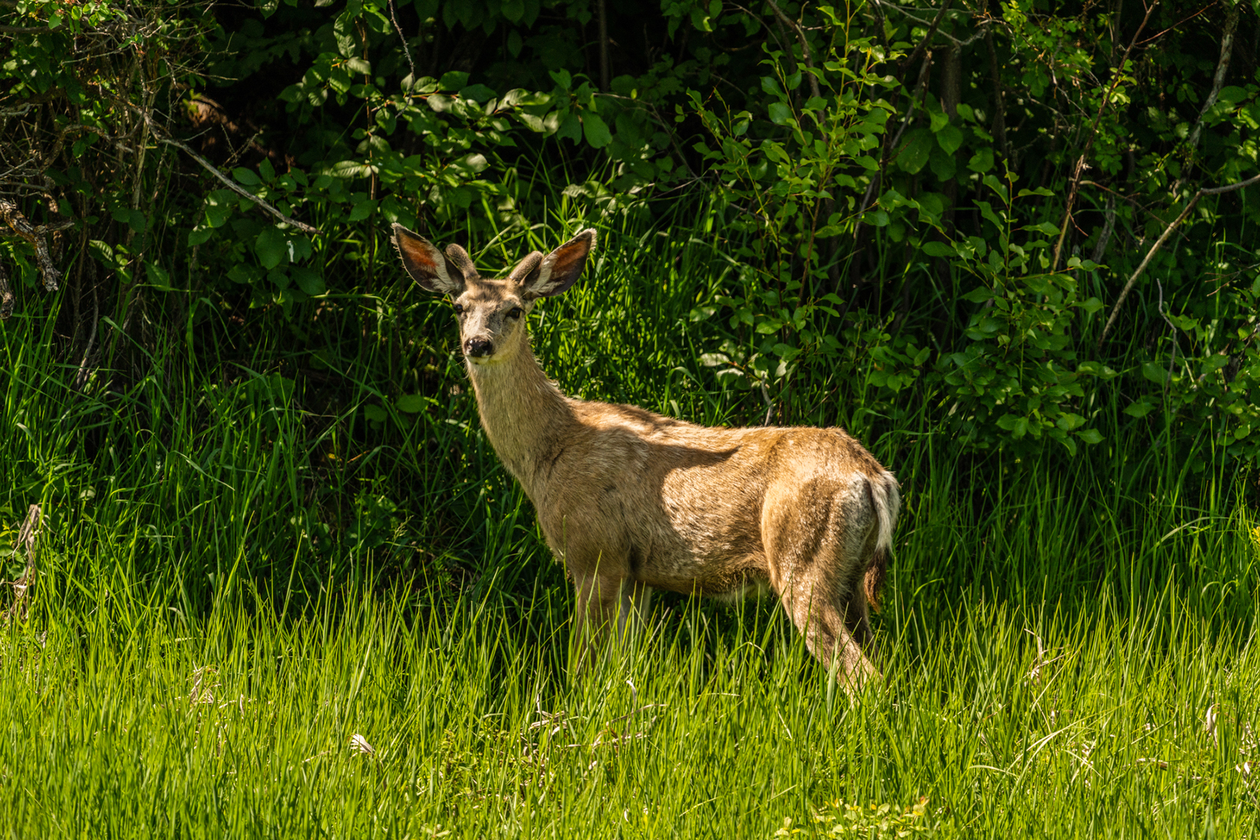 TBD N Montana Ranch Trail Road