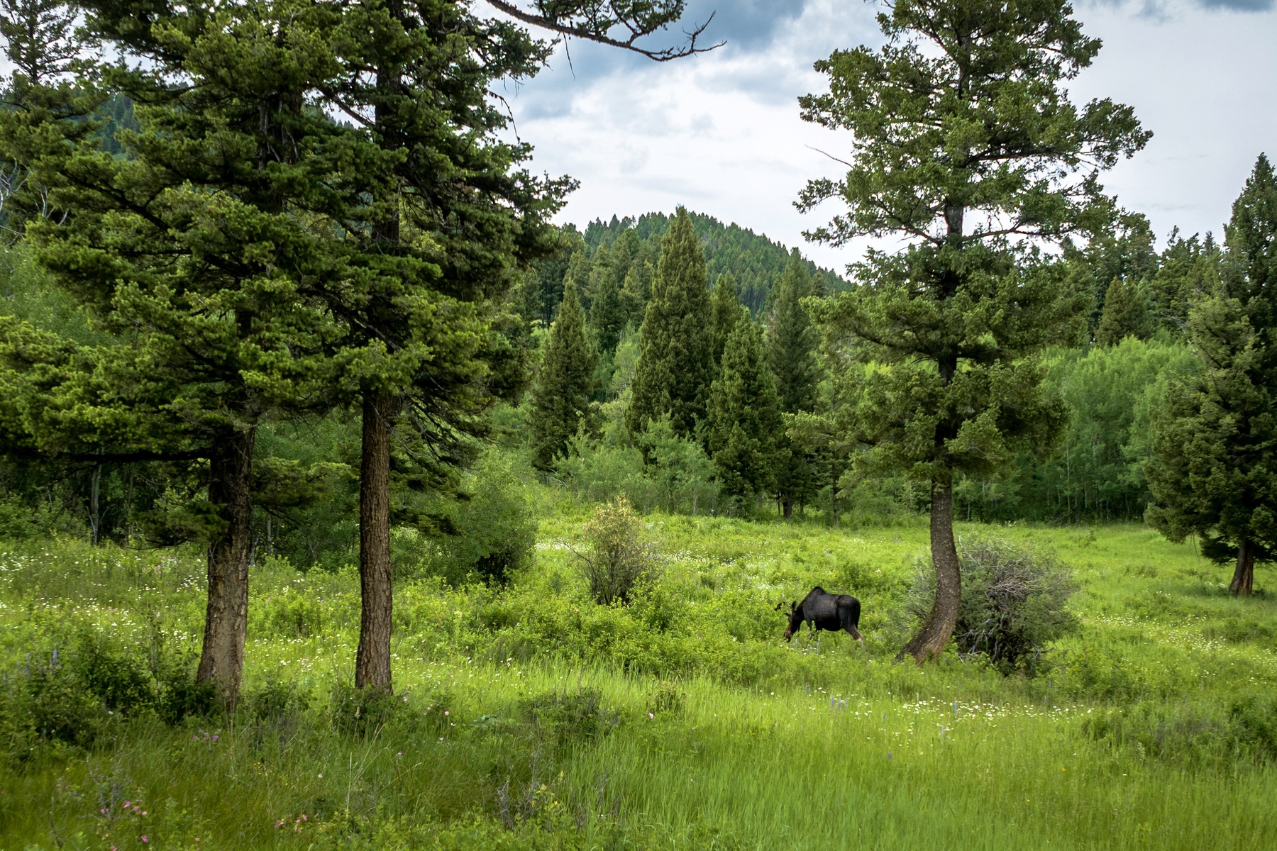 Ranch 12 North Pass Ranches