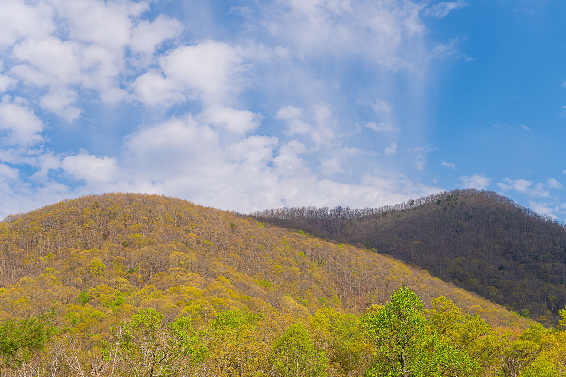 21 Pinnacle Pine Trail