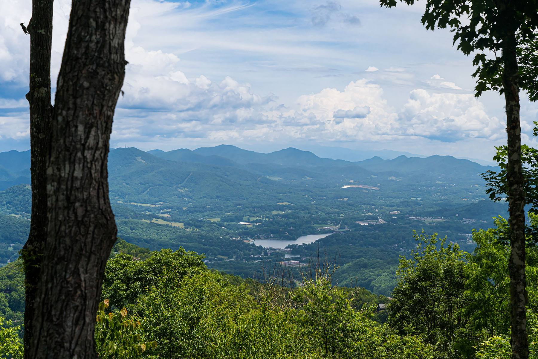242 Anisidi Trail