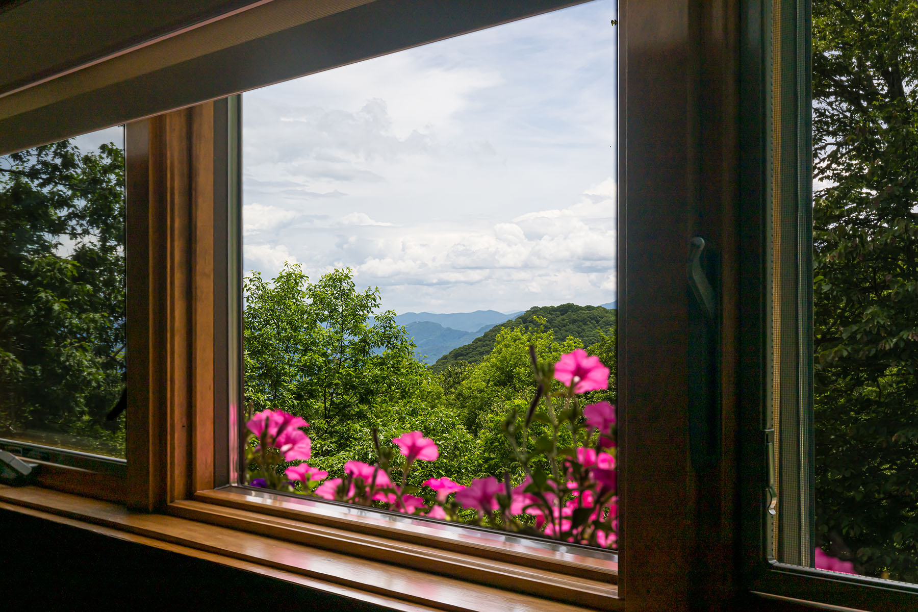 242 Anisidi Trail