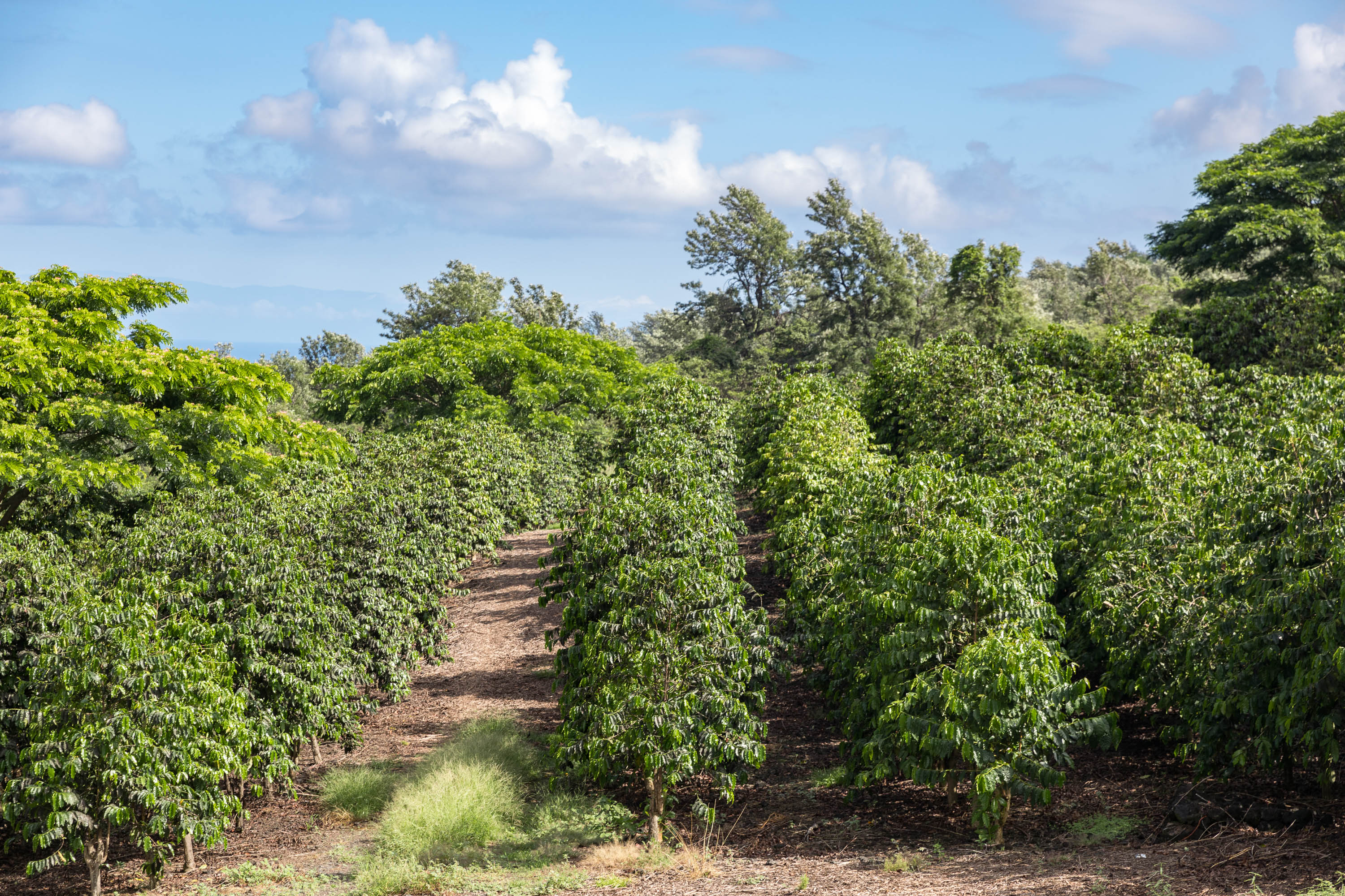 72-4065 Alahee Place 