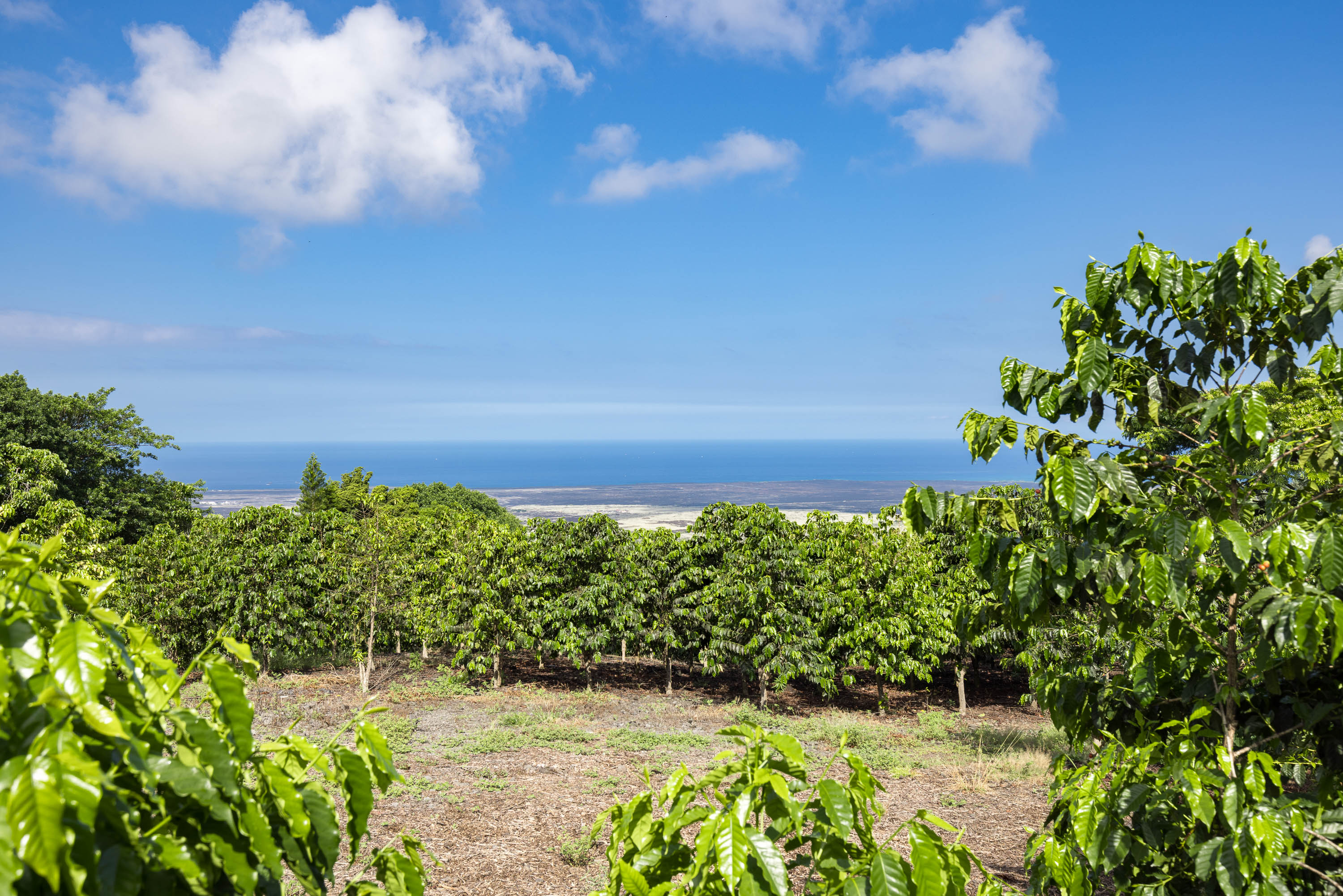 72-4065 Alahee Place 