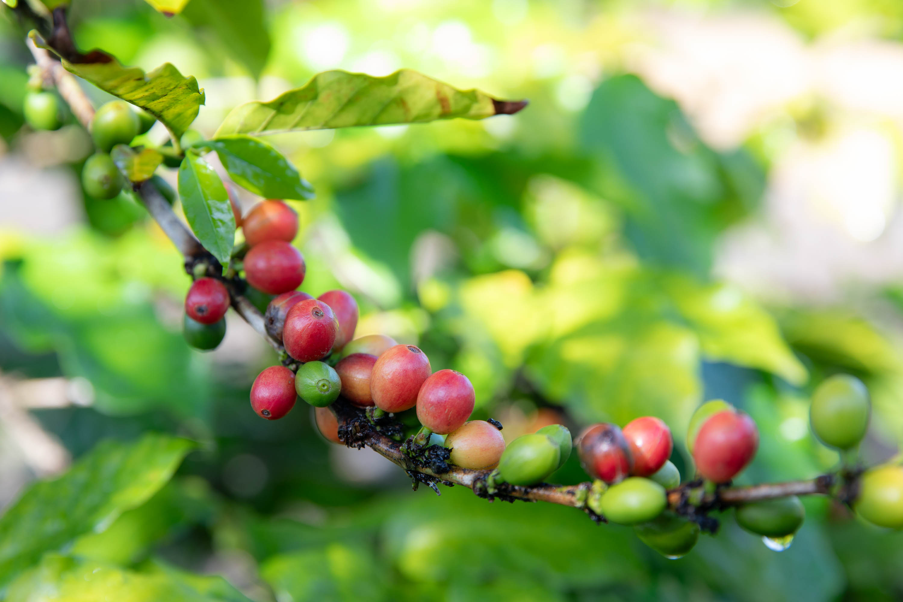 72-4065 Alahee Place 