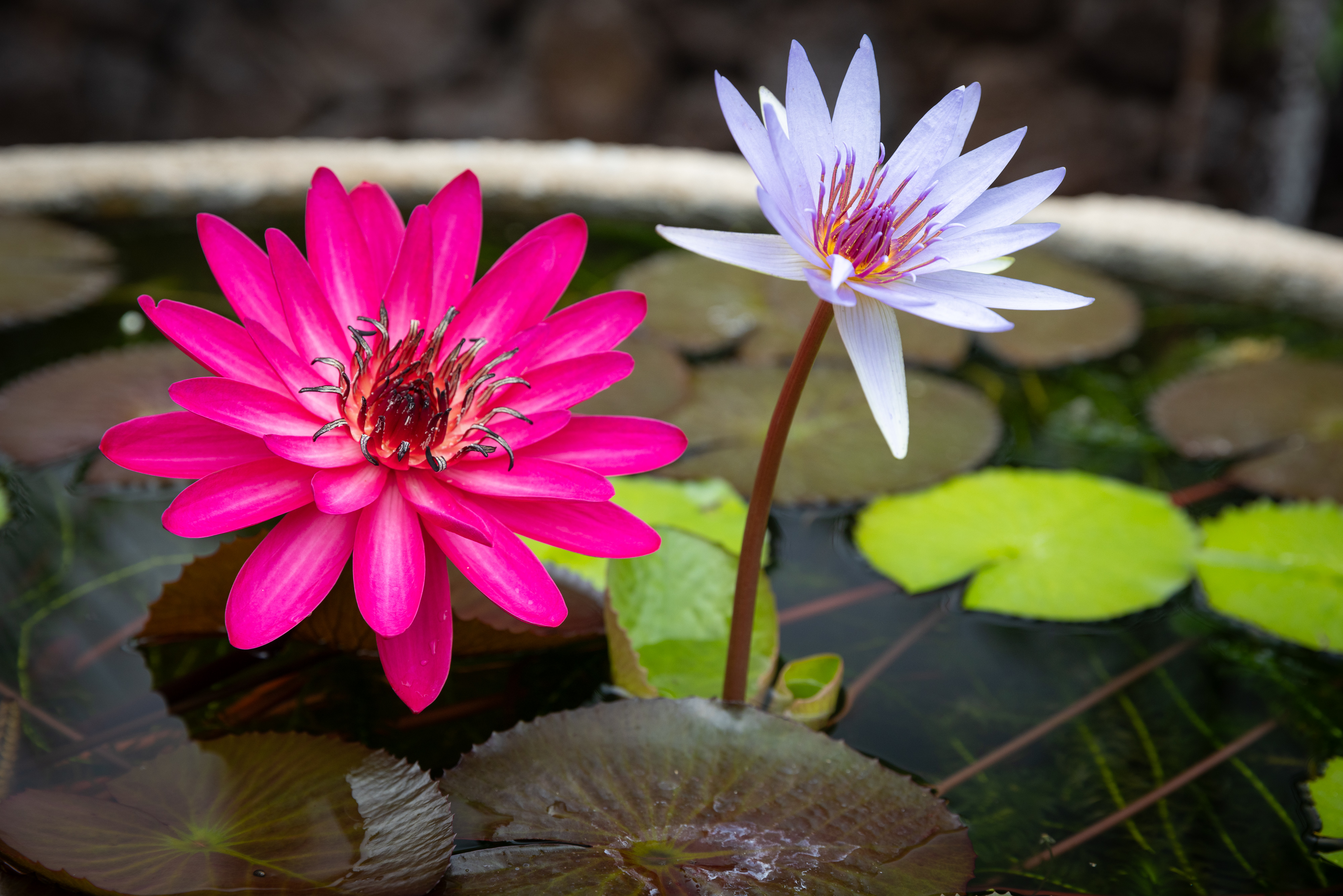 62-3680 Kiekiena Place 