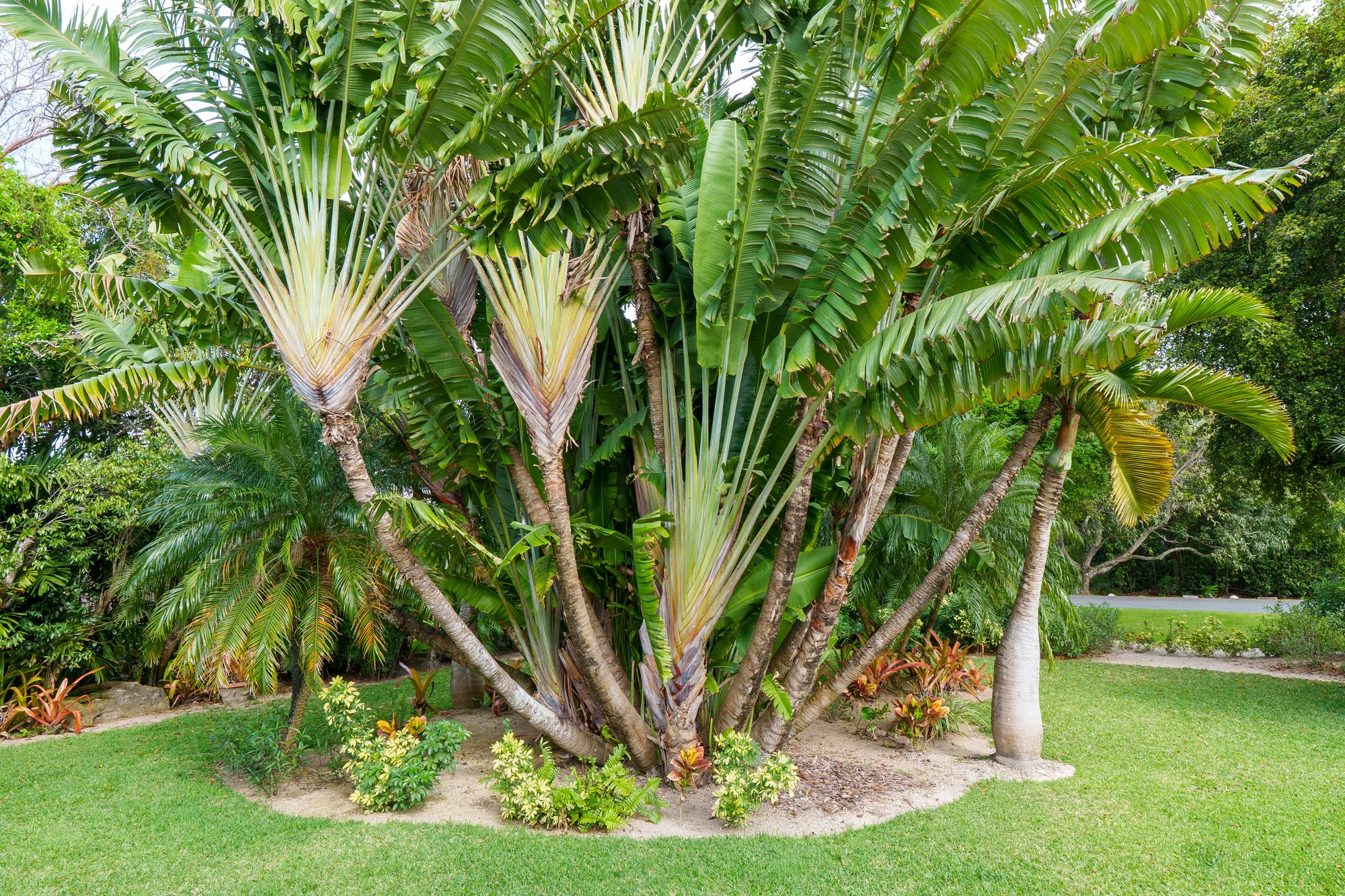 Bali Cinq Bougainvillea Drive