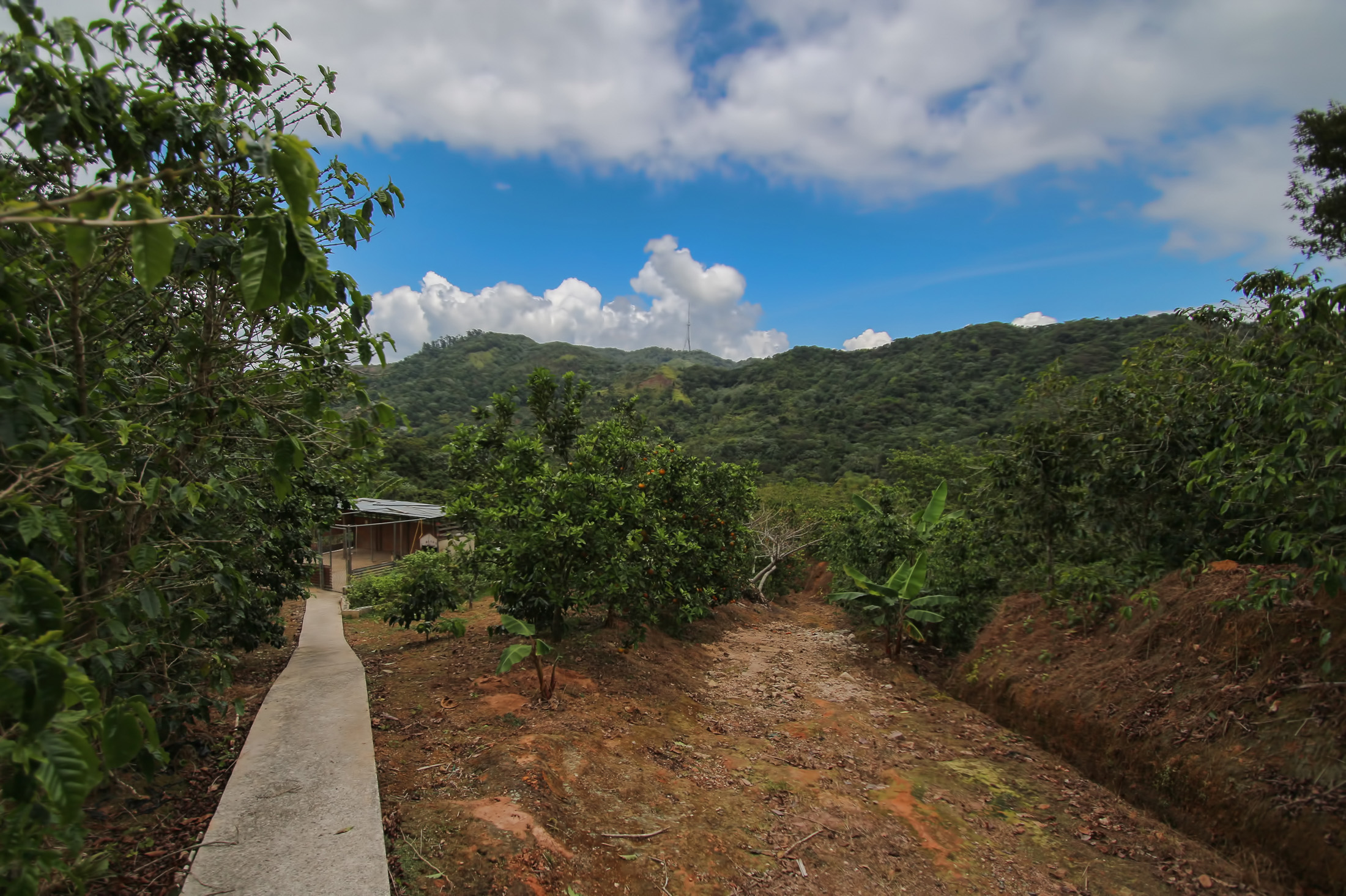 Adjuntas