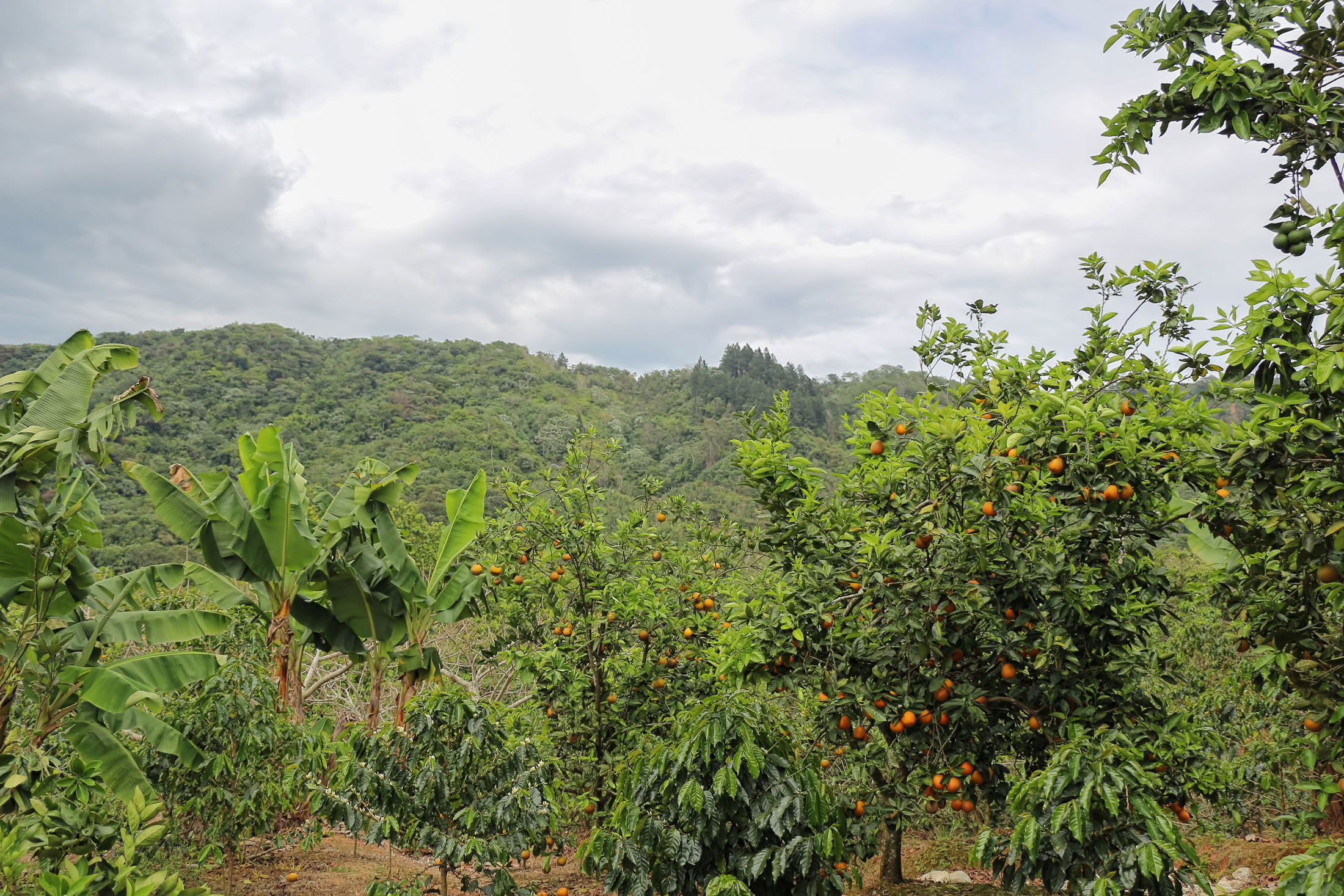 Adjuntas