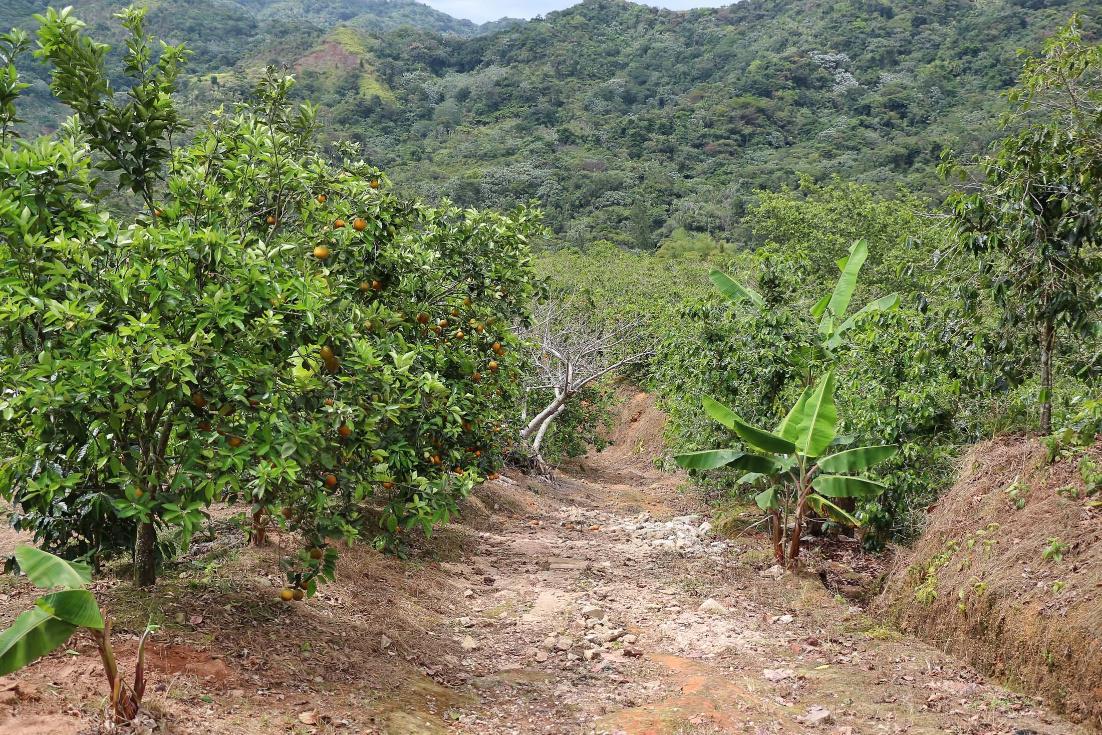 Adjuntas