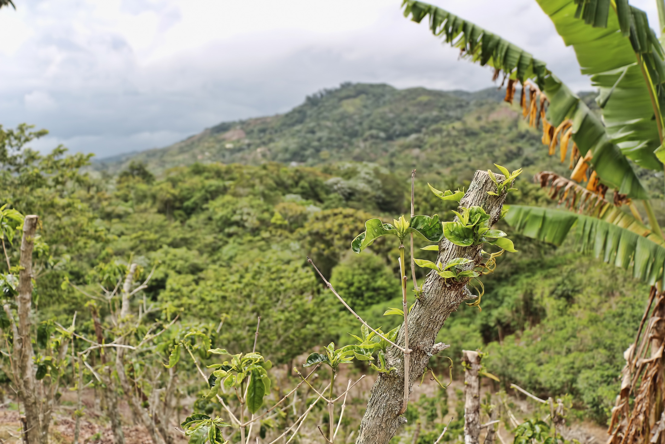 Adjuntas