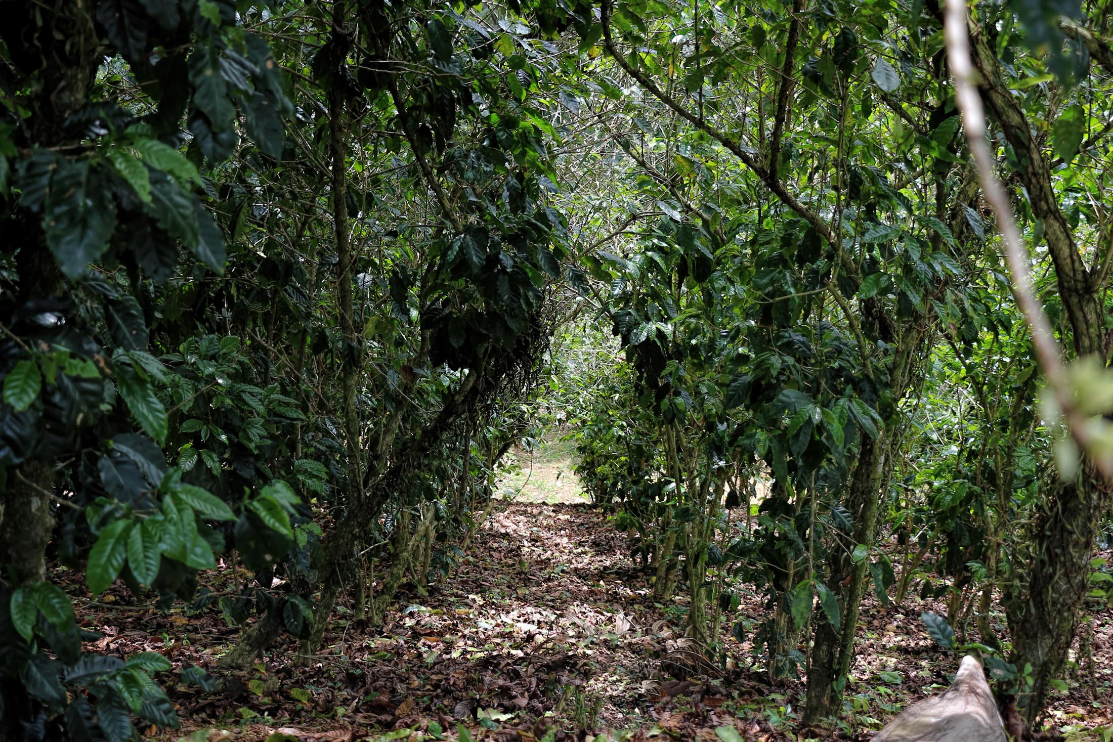Adjuntas