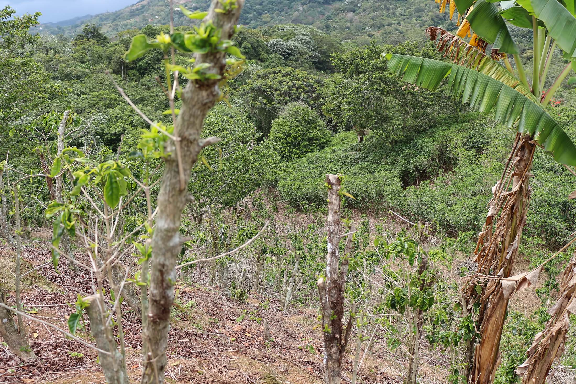 Adjuntas