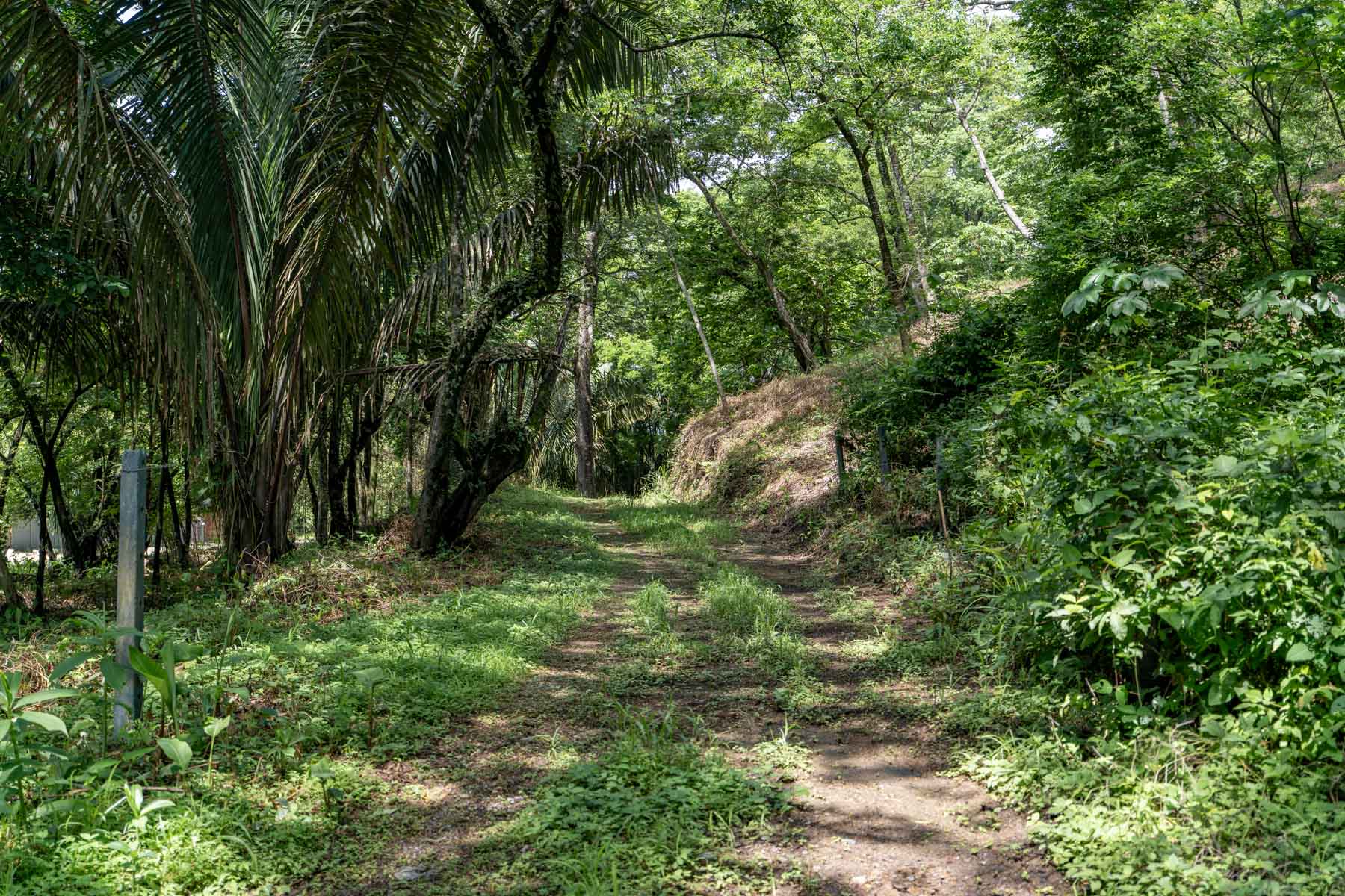 Nosara | Pelada