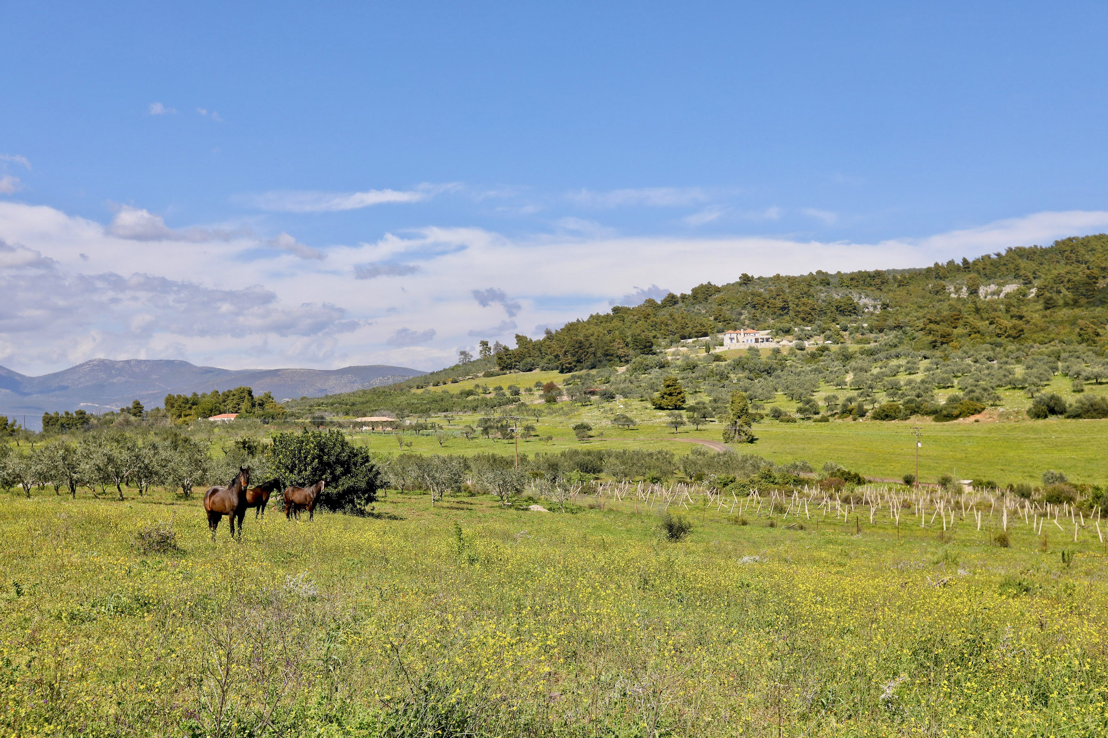 Peloponnese, Epidavros Vallea 
