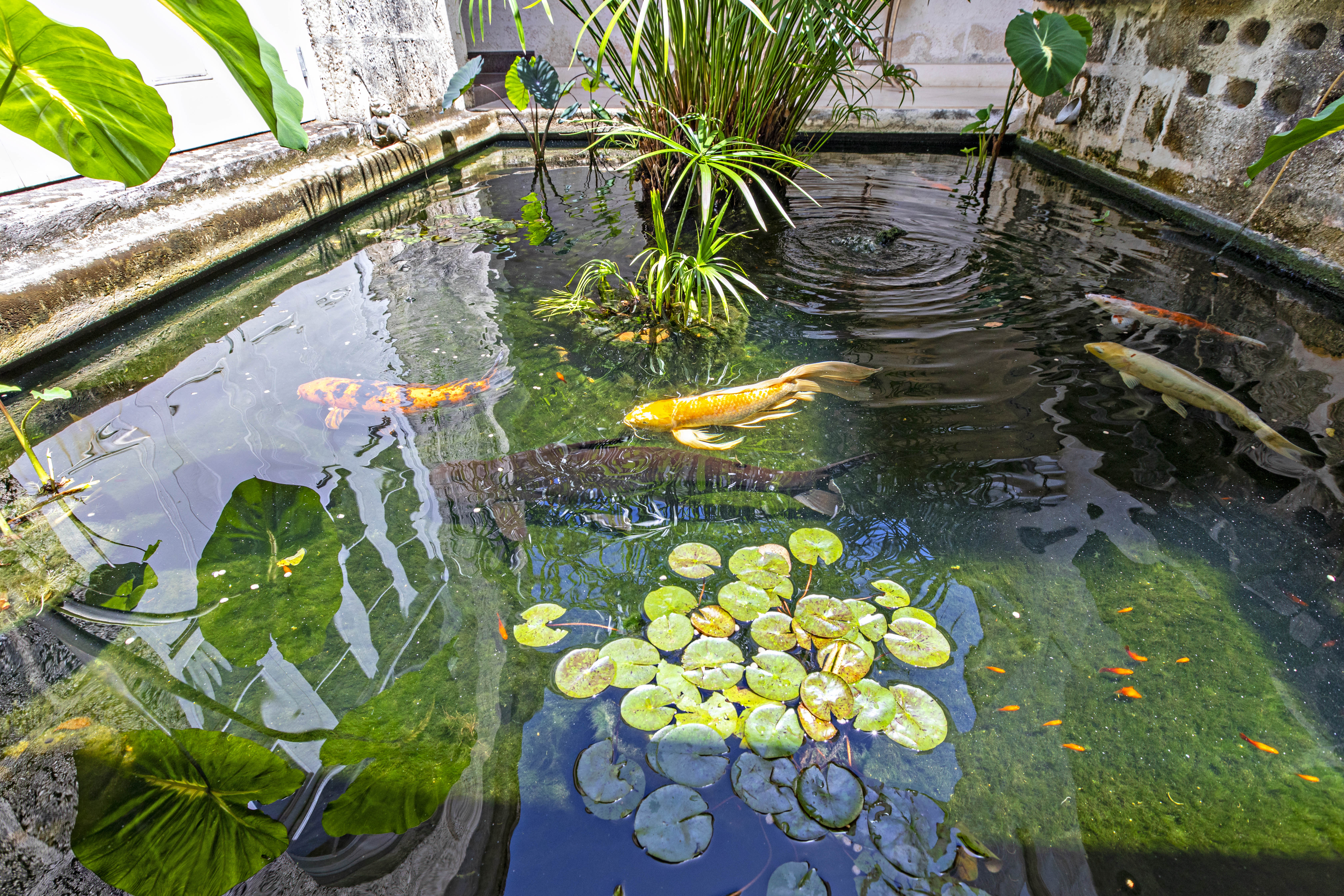 High Cane, Sandy Lane