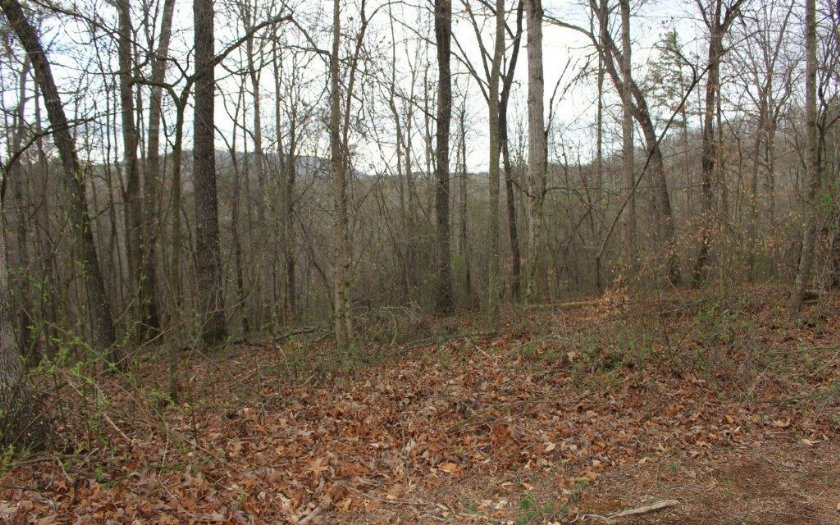 Elmwood Cir-Lt 262
