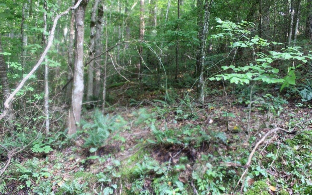 Lemmon Lane - Lt 349