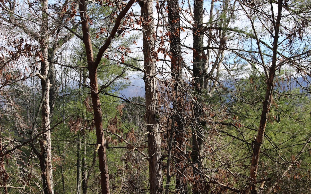 Tonto Drive Lot 529