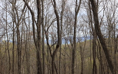 Trailwood Dr-Lt 179