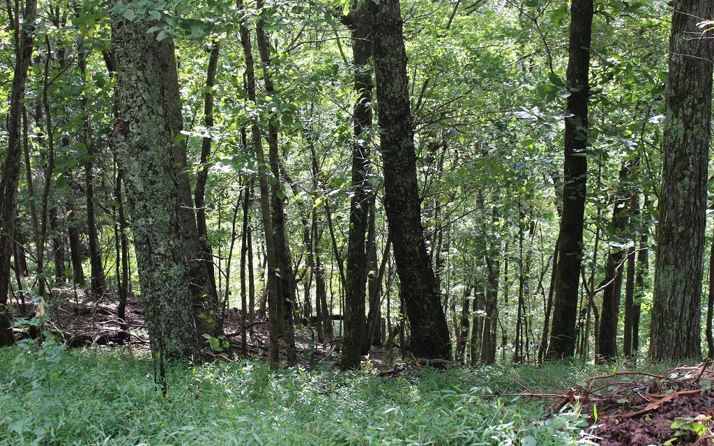 Walnut Ridge-Lt L67