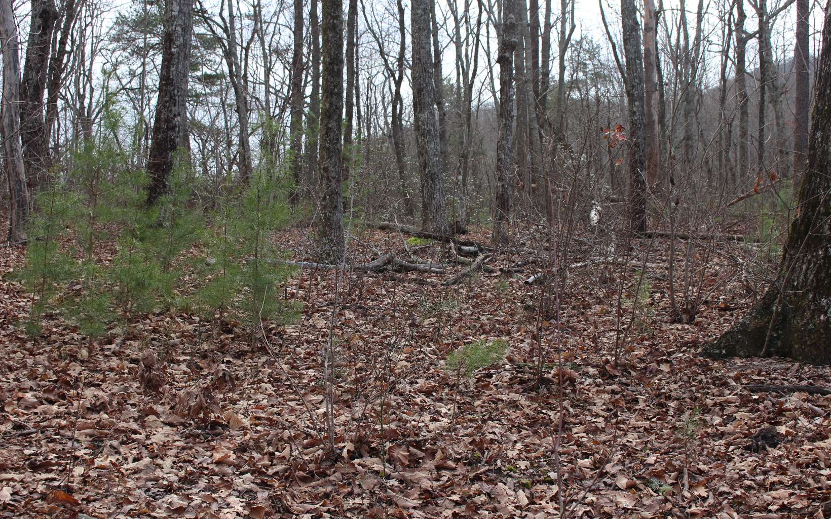 Trailwood Dr. Lt 167