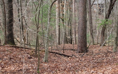Mohawk Trail - Lt220