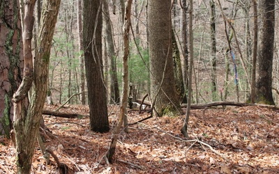 Mohawk Trail - Lt220