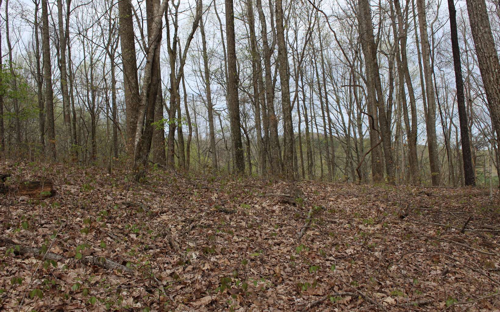 LT178 Trailwood Drive