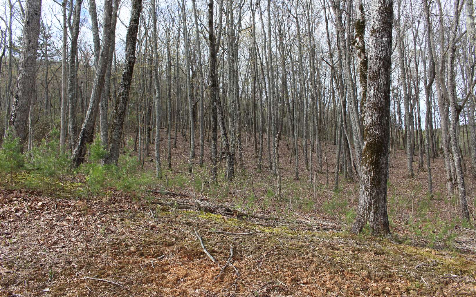 LT178 Trailwood Drive
