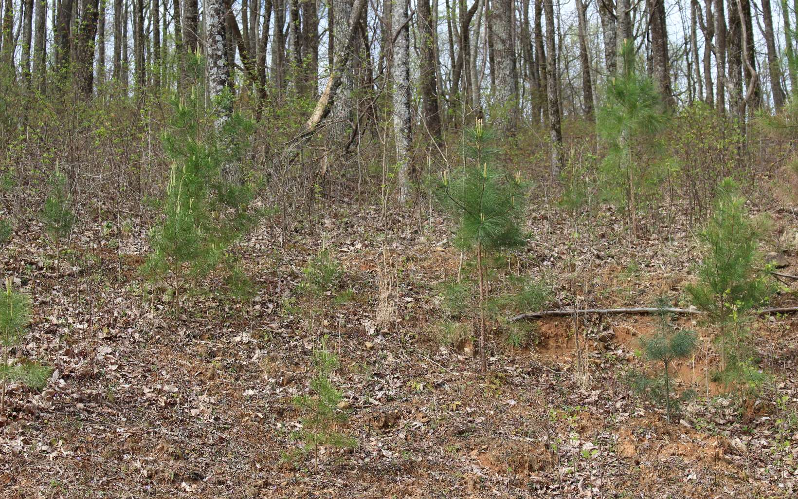 LT178 Trailwood Drive