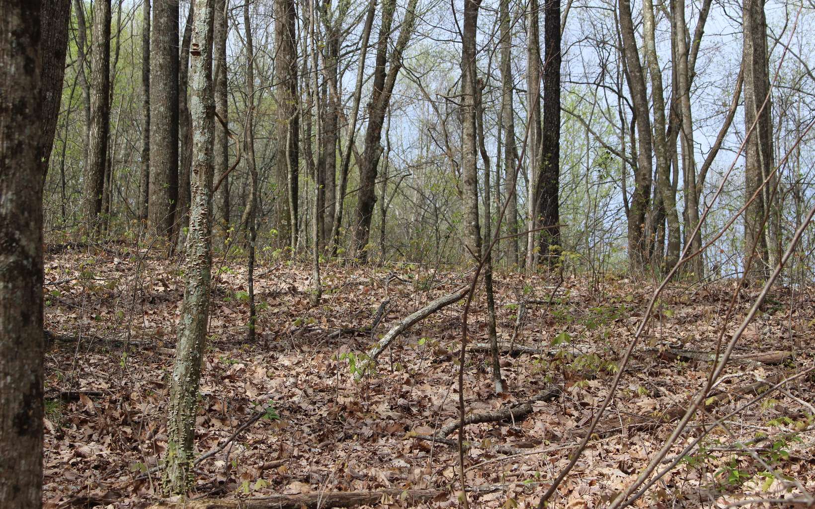 LT178 Trailwood Drive