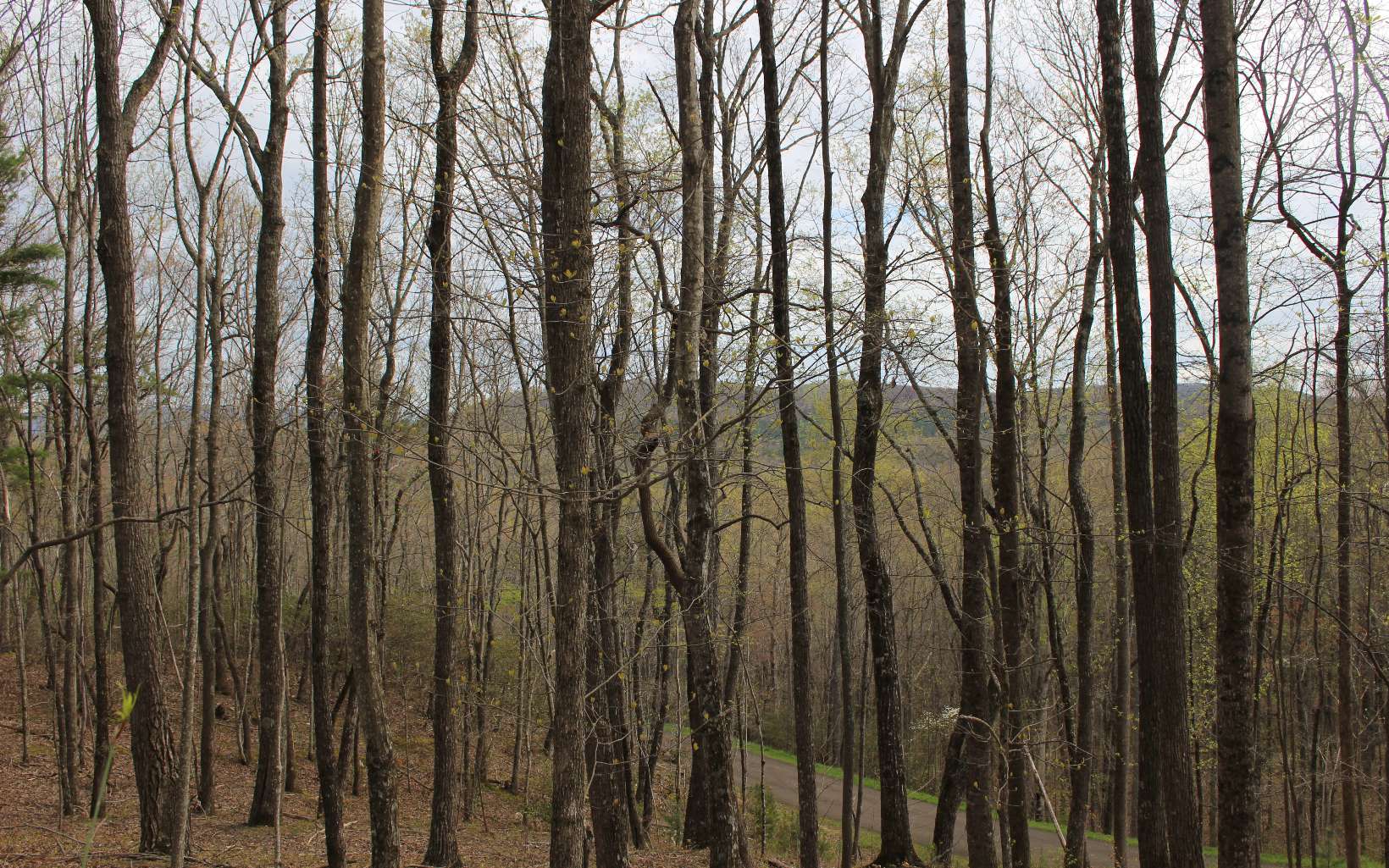 LT178 Trailwood Drive