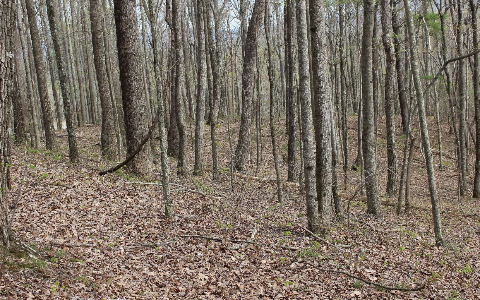 LT178 Trailwood Drive
