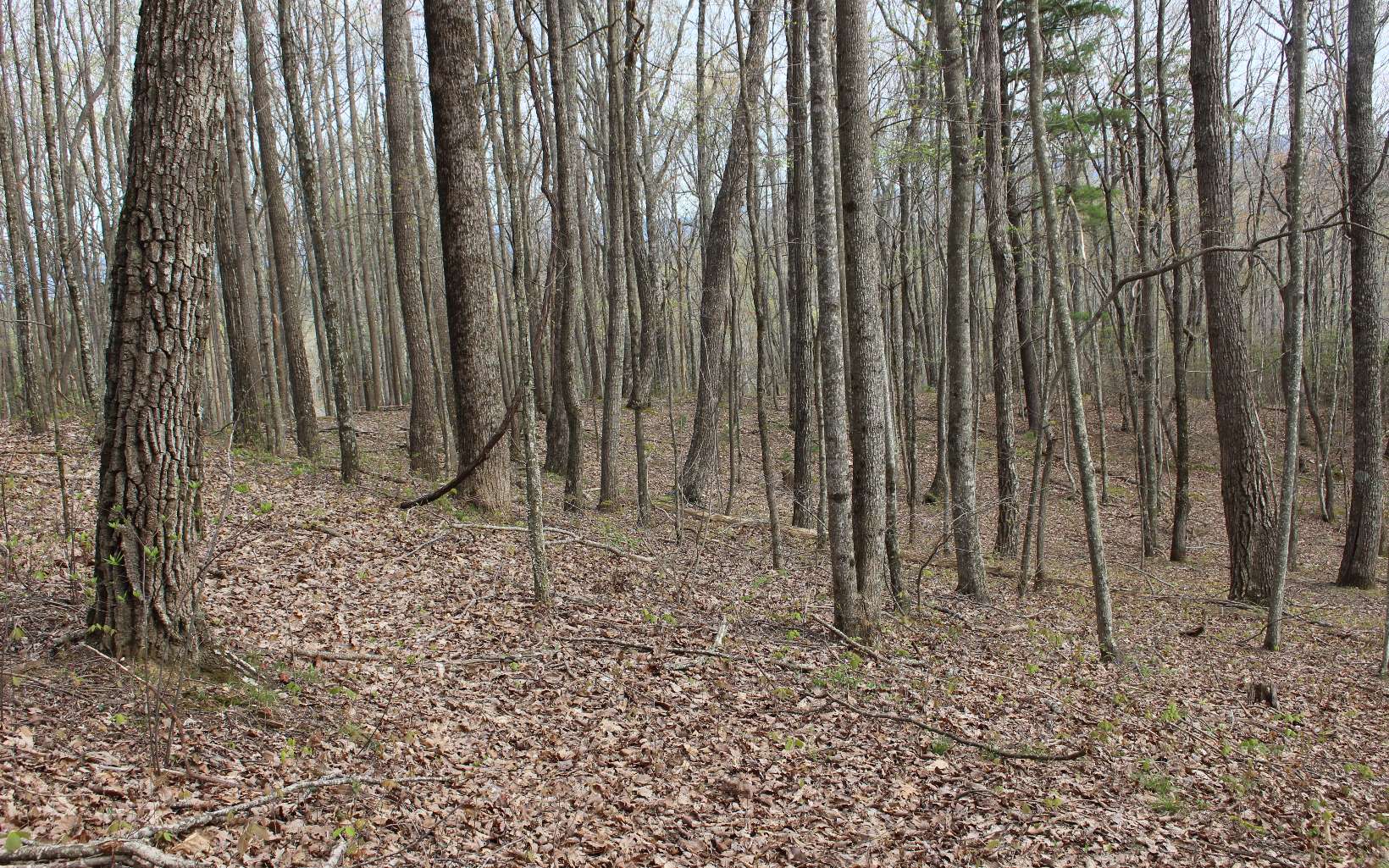 LT178 Trailwood Drive