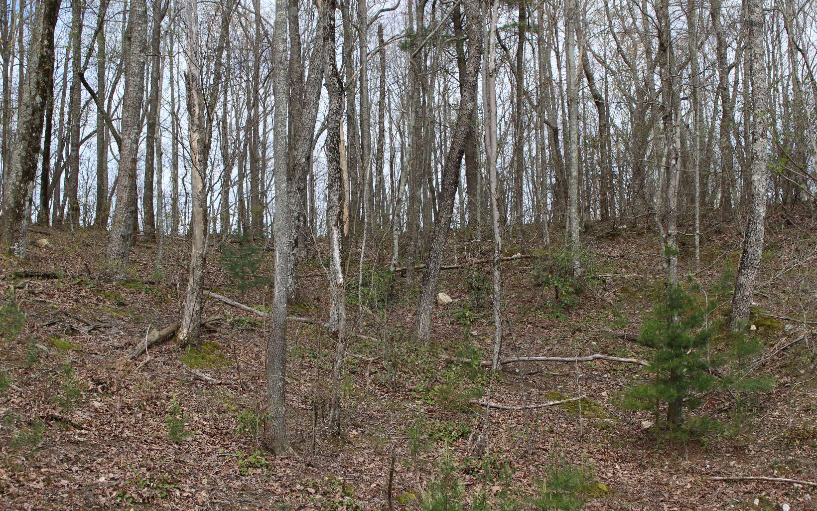 LT178 Trailwood Drive