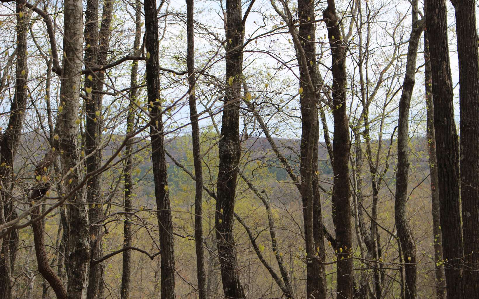 LT178 Trailwood Drive