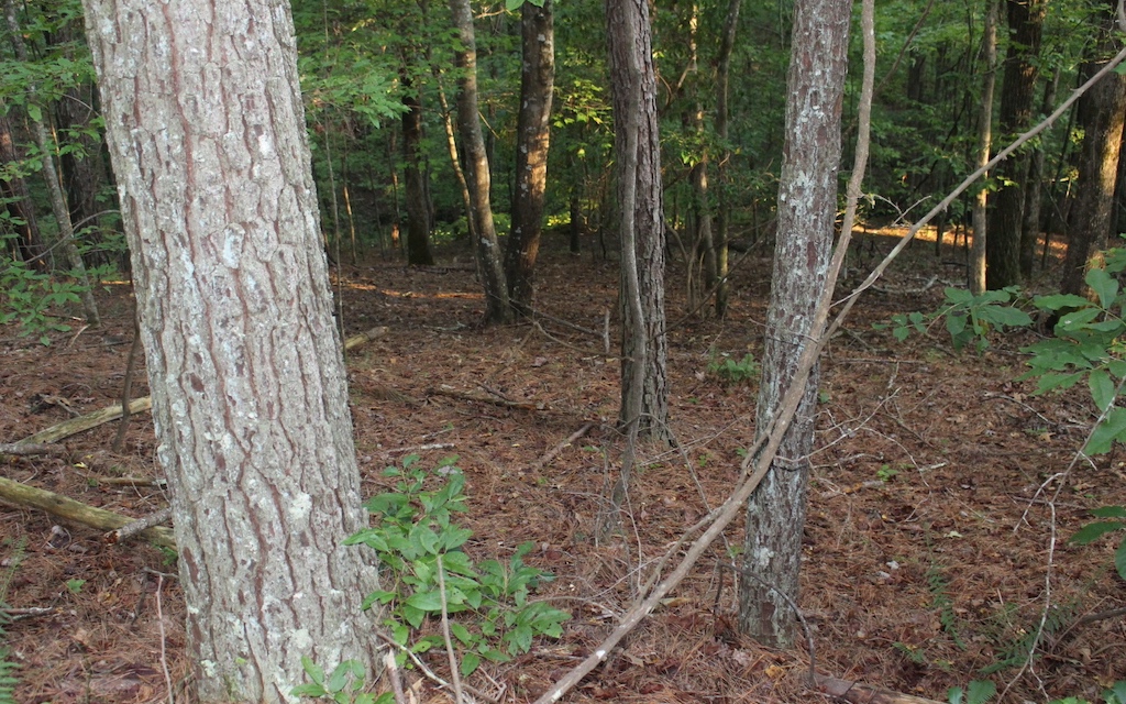 Lot 1111 Molly Circle