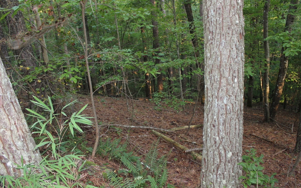 Lot 1111 Molly Circle