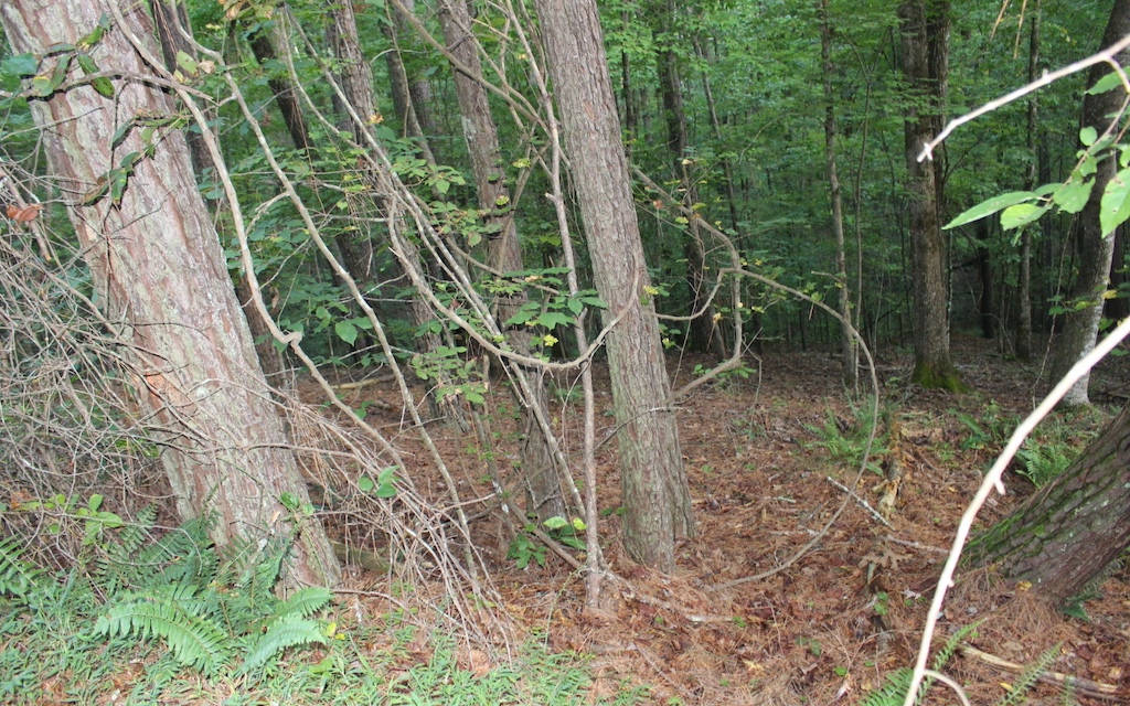Lot 1111 Molly Circle